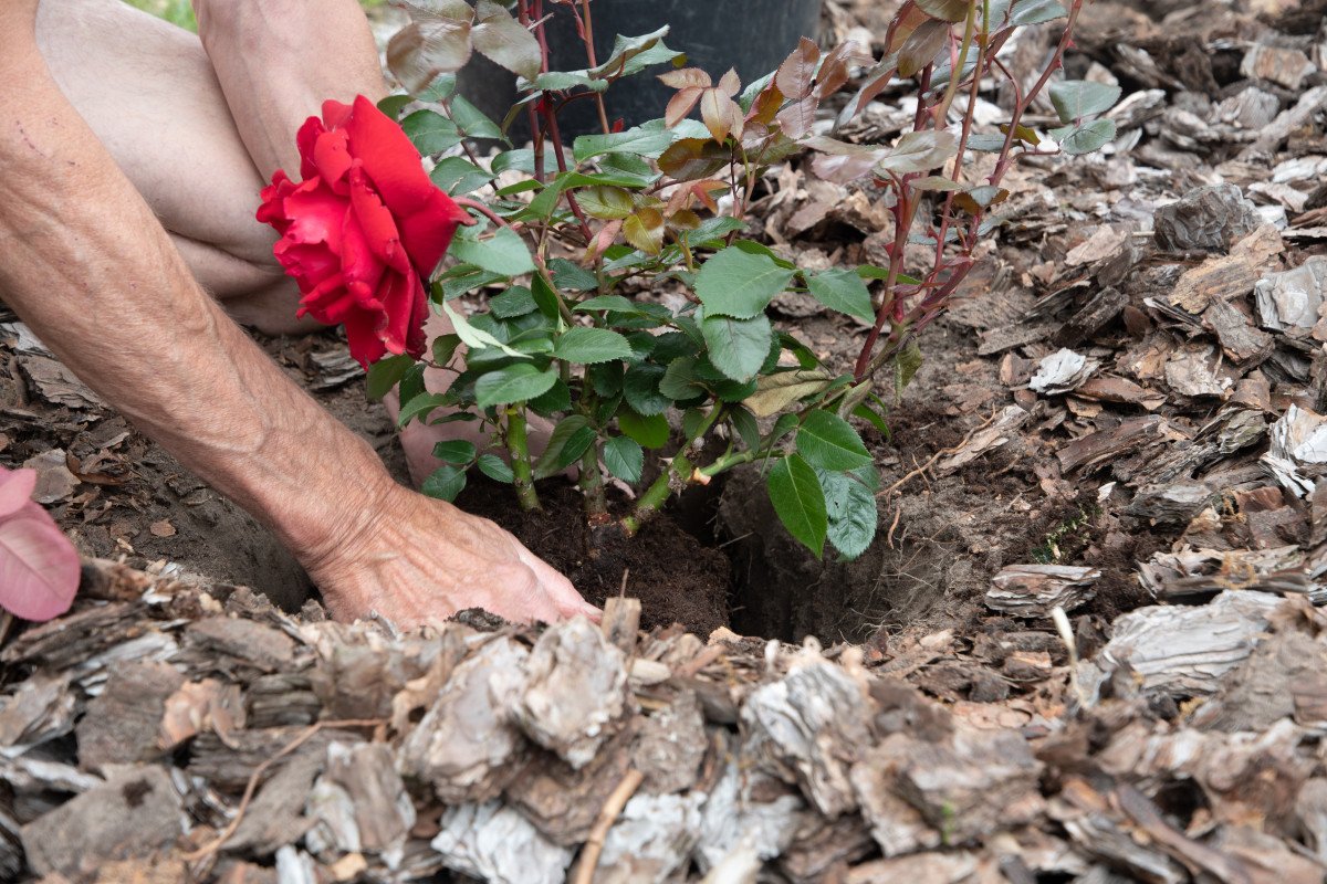 Le printemps s'invite en avance : pourquoi planter vos rosiers dès maintenant ?